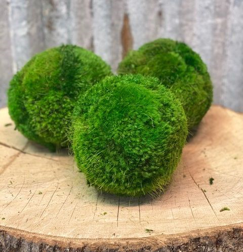 Moss Ball Lg 6"